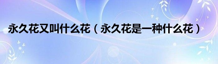 永久花又叫什么花（永久花是一种什么花）